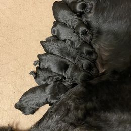 Giant Schnauzer Puppies from Mandy’s Giant Schnauzers