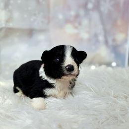 Colby - Black and white male Border Collie puppy in Avilla, Indiana from Borderline Kennels