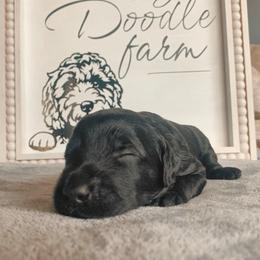 Goldendoodle Puppies from Lady Doodle Farm