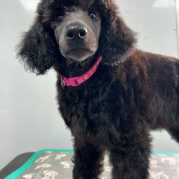 Girl 2 - Silver female Poodle puppy in Wentzville, Missouri from Velvet Rain Poodles