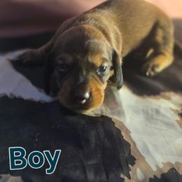 Carmel ... Max - Chocolate and tan male Dachshund puppy in Hollis, Oklahoma from Write Breed Doxies