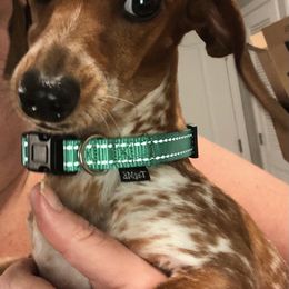 Dachshunds from Dirt Road Dachshunds of South Georgia