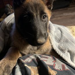 Belgian Malinois Puppies from MonStar Malinois