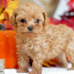 Teddy - Red  male Poodle puppy in Santa Clarita, California from Hollywood Mini Pets
