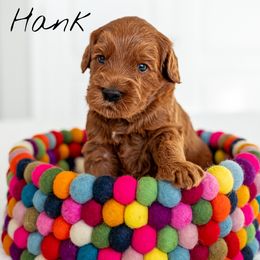 Australian Labradoodle Puppies from Swinging Gate Labradoodles