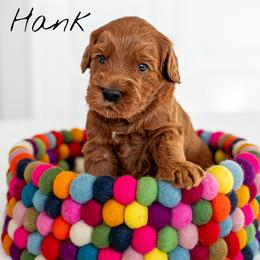 Australian Labradoodle Puppies from Swinging Gate Labradoodles