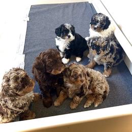 Australian Mountain Doodle, Bernedoodle, and Goldendoodle Puppies from Wynterwood Doodles
