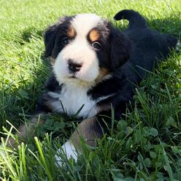 Rhia - Black rust and white female Bernese Mountain Dog puppy in Sugarcreek, Ohio from Angel Valley Berners