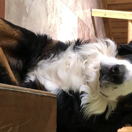 Lilly - Bernese Mountain Dog
