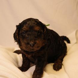 Macaroon (Green collar) - Black female Goldendoodle puppy in Seattle, Washington from Dream Lake Doodles