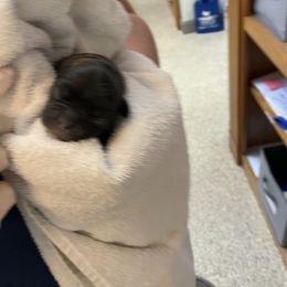 French Bulldog Puppies from Fantastic Frenchies