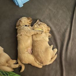Golden Retriever Puppies from Sydney’s Goldens