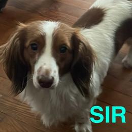Mr.Wilson - Dachshund