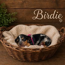 Birdie - Dapple female Dachshund puppy in Tyner, Kentucky from Lil’ Town Aussies