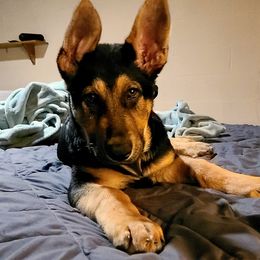 German Shepherds from Destiny's German Shepherds