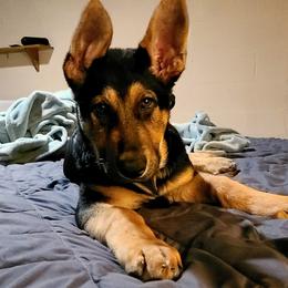 German Shepherds from Destiny's German Shepherds