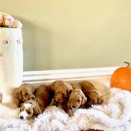 Goldendoodles from Bevans Goldendoodles