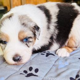 Blue Merle male - Blue merle male Australian Shepherd puppy in Saratoga Springs, New York from Rock Springs Australian Shepherds