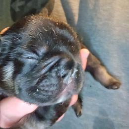 Boy 4 - Black male French Bulldog puppy in High Ridge, Missouri from St Louis Frenchies