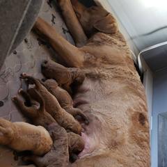 Chesapeake Bay Retriever Puppies from Bellus Chesapeakes