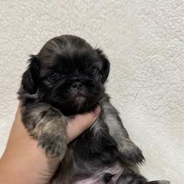 Cashew - Fawn male Pekingese puppy in Clinton, Tennessee from Gracelands Pekingese