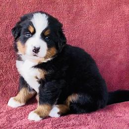 Orange Collar Female - Black rust and white female Bernese Mountain Dog puppy in Bristol, Tennessee from Holston Hollow Farm