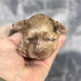 Cavalier King Charles Spaniels, Cavapoos, Cavatzus, Miniature Pinschers, Miniature Schnauzers, Shihpoos, Shih Tzus, and Shorkies from Boggy Depot Cavaliers & Friends