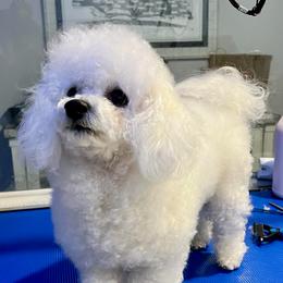 Charlie boy - Bichon Frise