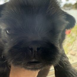 Sophia - Fawn sable female Pekingese puppy in Mabank, Texas from Peke Lovers of Texas