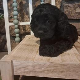 Aussiedoodle and Cockapoo Puppies from Ouachita River Cockapoos