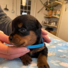 Female 7 - Black and rust female Rottweiler puppy in Aspers, Pennsylvania from Vom Uberlegenen Rottweilers