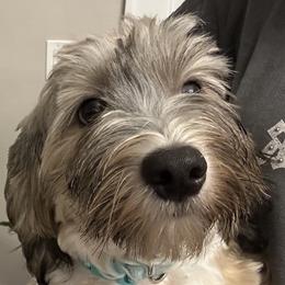 Cooper - Chocolate brindle male Havanese puppy in Clearwater, Florida from Havanese Loves