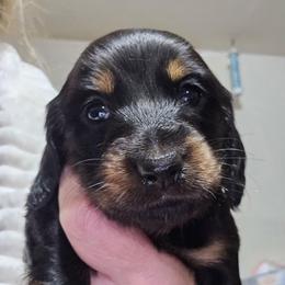 Black and tan girl - Black and tan female Dachshund puppy in Lyle, Washington from Wines Wienery