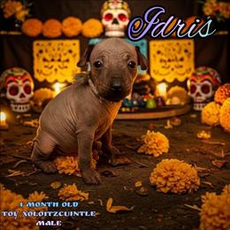 Idris (grey) - Slate male Xoloitzcuintli puppy in Atwater, California from Cen Cal Xoloitzcuintle