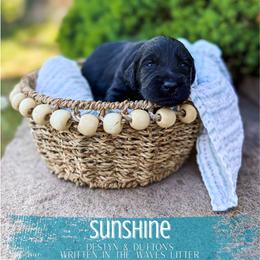 Sunshine - Black female Goldendoodle puppy in Soddy Daisy, Tennessee from The W Doods