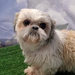 Joanna - Shih Tzu