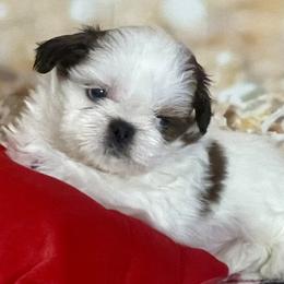 Casper - Gold and white male Shih Tzu puppy in Silver Lake, Oregon from Bling Shih Tzu