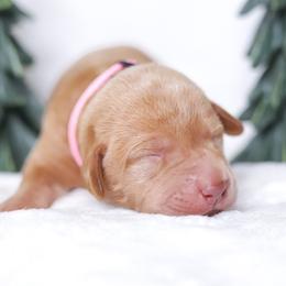 Labrador Retriever Puppies from AGL Retrievers