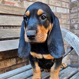 Dawn - Black female Colombian Fino Hound puppy in Kingston, Tennessee from Fino Hounds USA