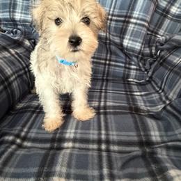 Blue - Parti male Miniature Schnauzer puppy in Griggsville, Illinois from Stephenson’s Mini Schnauzer’s