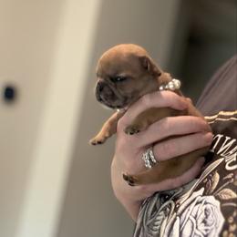 Sis - Brindle female French Bulldog puppy in Willis, Texas from Maranda Cianceruso