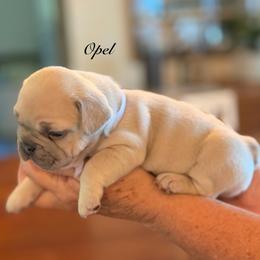 Opel - Blue fawn female French Bulldog puppy in Hudsonville, Michigan from Willow Farm