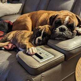 Boxer Puppies from Stillwater Kennel