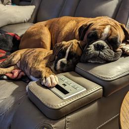Boxer Puppies from Stillwater Kennel
