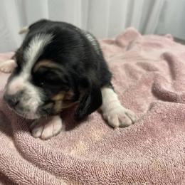 Boy 3 - Black white and brown male Basset Hound puppy in Falls City, Nebraska from Bassett Hounds & Labradors