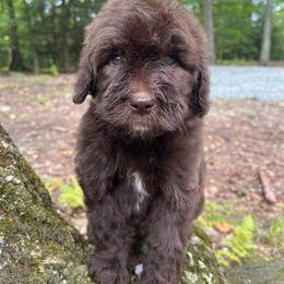 Reno - Chocolate male Goldendoodle puppy in New Ringgold, Pennsylvania from Hawk Mountain Doodles