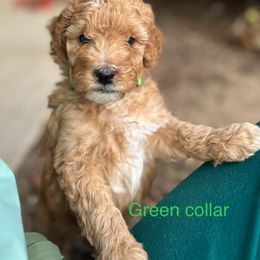 Poodle Puppies from Mitten Parti Poodles
