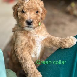 Poodle Puppies from Mitten Parti Poodles
