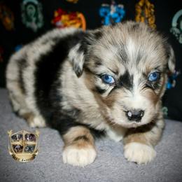 Maverick - Blue merle male Miniature Australian Shepherd puppy in El Dorado Springs, Missouri from HP Aussie Kennels