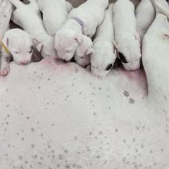 Dogo Argentino Puppies from Fates Legacy Kennels